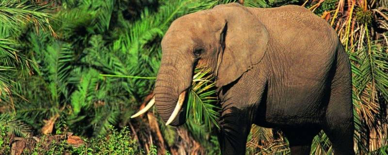 保护大象的宣传语 保护大象的宣传语对偶句