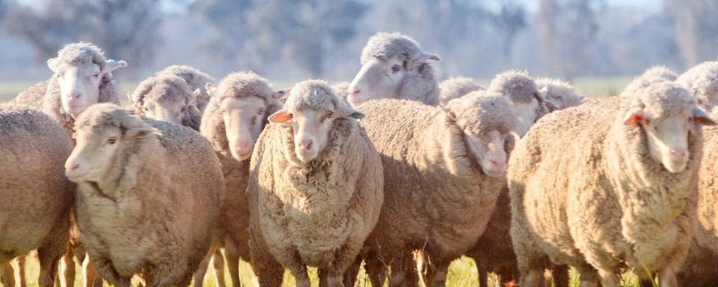 澳洲羊毛和羊绒的区别（澳洲羊绒和普通羊绒区别）