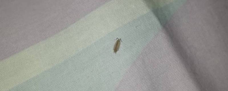 床上虫子怎么消灭掉 怎么除掉床上的螨虫