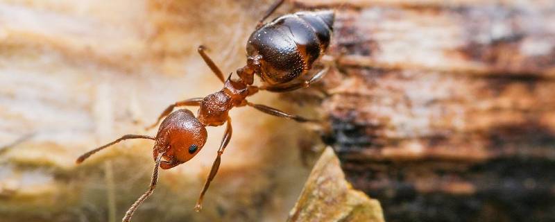 家里一直有蚂蚁怎么彻底解决 家里经常出现蚂蚁怎么办
