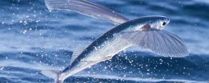 海洋中有没有会飞的鱼 海洋中会不会有会飞的鱼