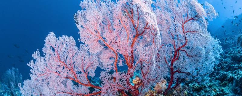 珊瑚是一种动物还是植物 珊瑚是动物还是植物呢