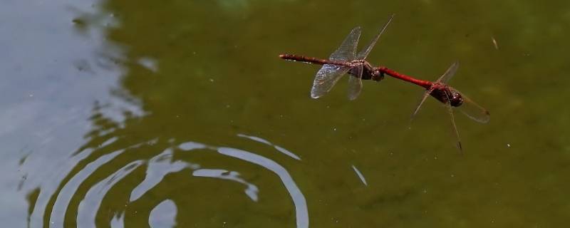 蜻蜓点水是生物的什么特征（蜻蜓点水是生物的哪些特征）
