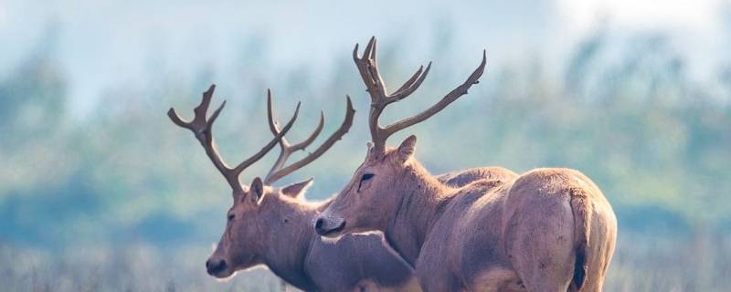 麋鹿是国家几级保护动物 麋鹿属于国家几级保护动物