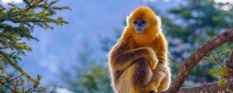 为什么金丝猴比普通猴子温顺 为什么金丝猴比猕猴温顺
