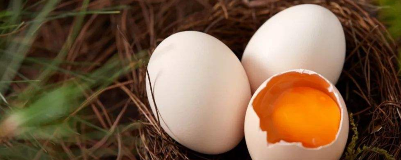 红壳鸡蛋和白壳鸡蛋的区别（鸡蛋壳红色和白色的区别）