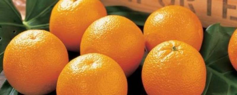 橘子怎么挑选 橘子怎么挑选甜的图片
