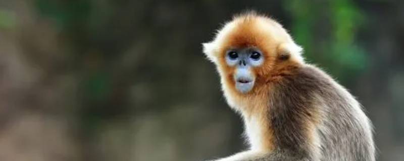 金丝猴属于几级保护动物 金丝猴属于我国几级保护动物
