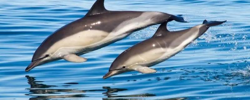 海豚是国家几级保护（海豚是国家几级保护动物?）