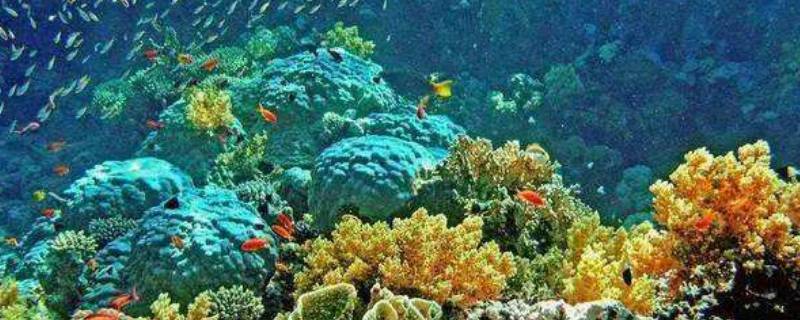 海洋生态系统包括哪些 海洋生态系统包括哪些成分