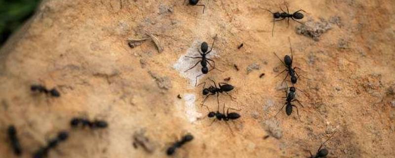 怎么杀死车缝隙里面的蚂蚁 车内有蚂蚁怎么除掉