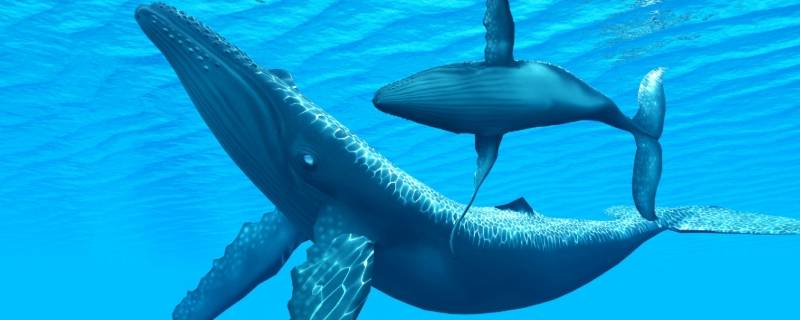 鲸的身体有多长 鲸的身体有多长等于多少个人