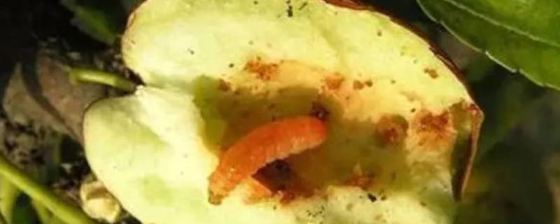 为什么枣子里面有活虫 枣子里面有虫是怎么回事
