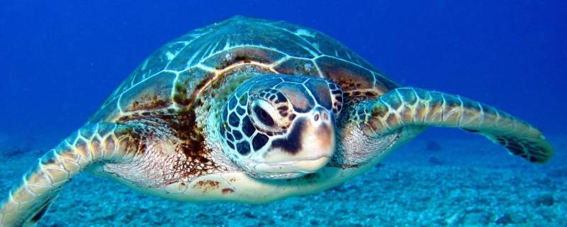 海龟喜欢吃啥 海龟平常喜欢吃什么
