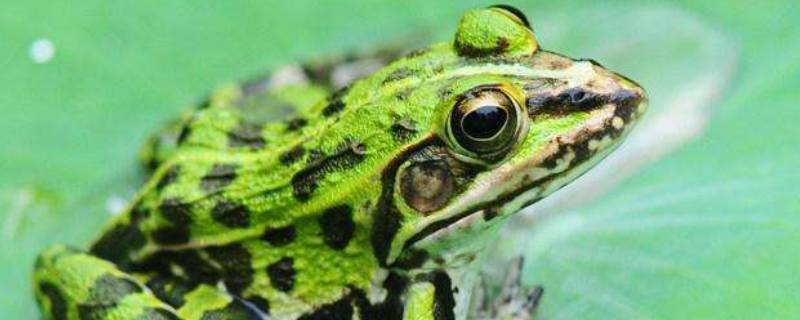 黑斑蛙属于什么生态系统 黑斑蛙的分布和生活的环境
