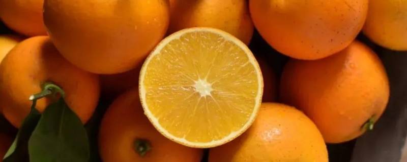 阳光橙是什么橙子（橙子与阳光什么意思）