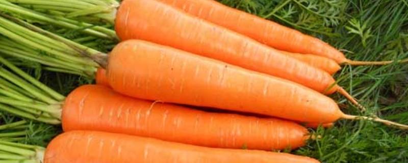 胡萝卜是变态根还是变态茎 胡萝卜属于哪种变态茎