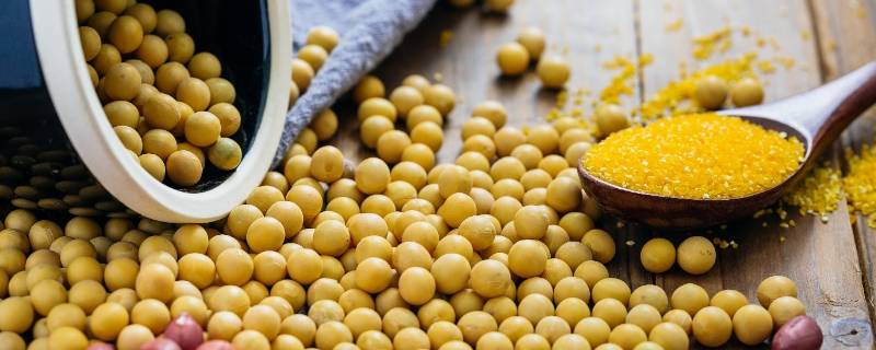 大豆类食物有哪些 大豆是什么食物