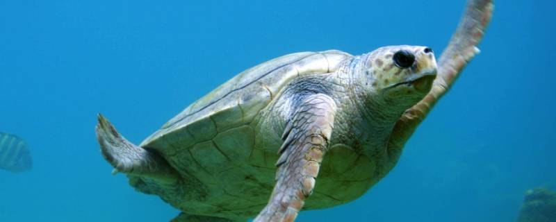 海龟习性 海龟的生殖特点