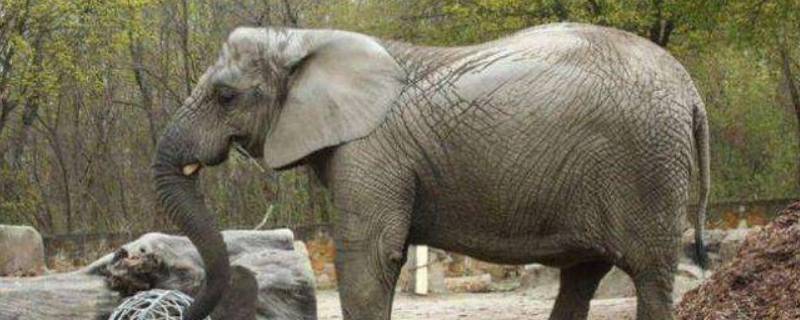 大象的长鼻子是怎样长成的 大象的鼻子是怎么长长的