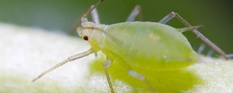 蚜虫是单细胞生物吗 蚜虫是单体生物吗
