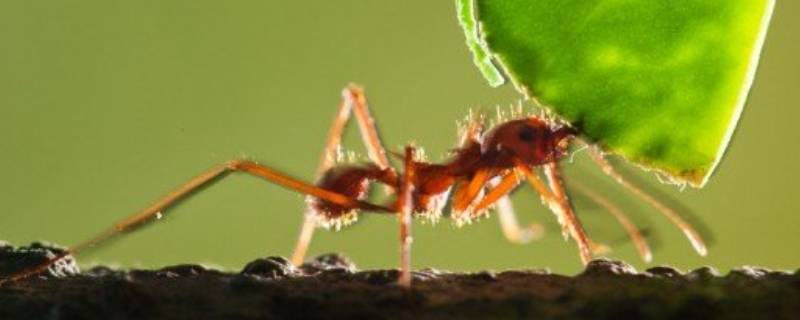 蚂蚁为什么会出现在家里 家里面为什么会出现蚂蚁