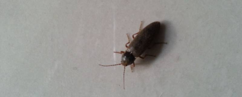 蟑螂喜欢藏在家里什么地方 蟑螂一般藏在家里什么地方