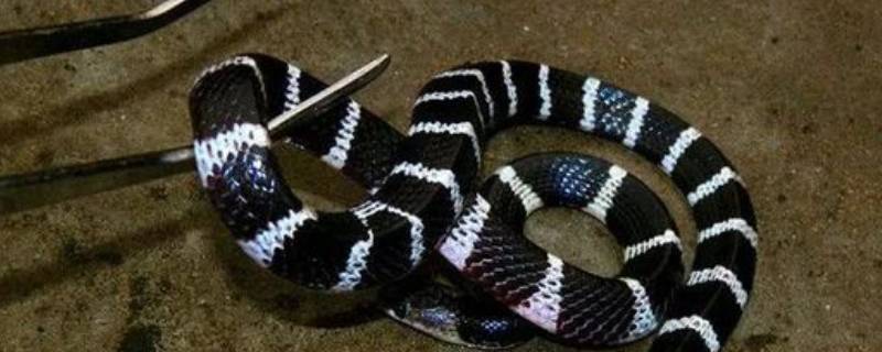 黑白蛇是什么蛇 黑白蛇是什么蛇毒性大吗