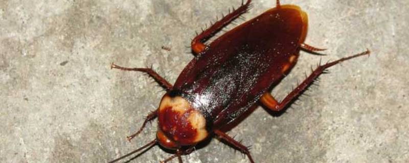 蟑螂是什么样子的 最小的蟑螂是什么样子的
