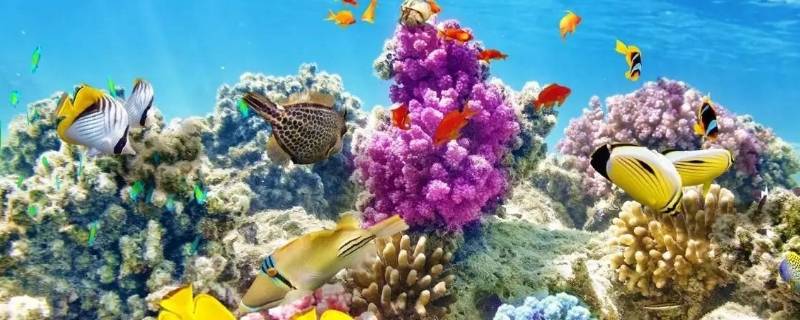 海里的动植物材料有哪些 海里面的动植物材料