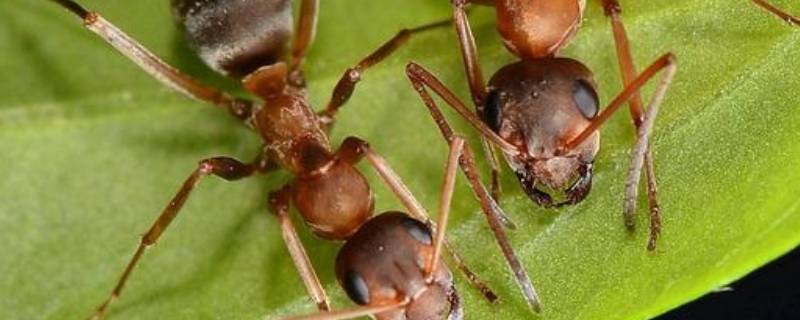 樟脑丸可以驱赶蚂蚁吗 樟脑丸可以驱赶蚂蚁吗?