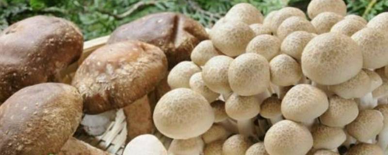 菌菇类有哪些 名贵的菌菇类有哪些
