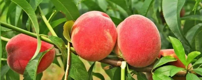 真果和假果的区别 真果和假果的区别是有没有脂肪参与果实的形成