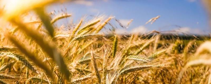 小麦的特点和用途 小麦的特点和用途小麦的pvp有什么好处有哪些