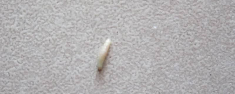 沙发上白色的虫子是什么虫（沙发里白色的虫子非常非常小）