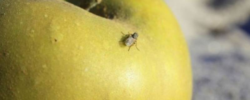 夏天水果上的小飞虫是怎么产生的 夏天水果上的小飞虫是怎么产生的呢