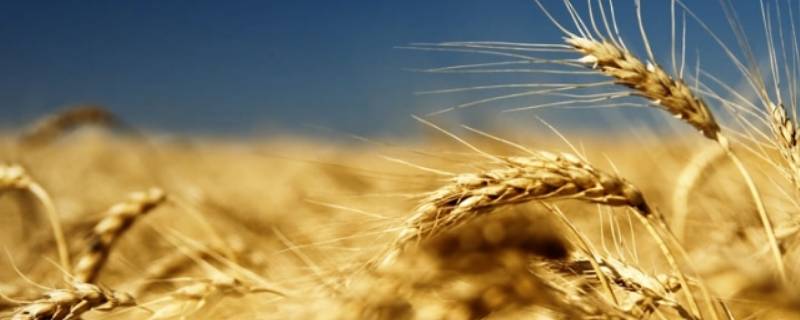 大麦的吉祥语 关于大麦的祝福语