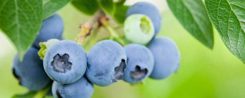 蓝莓可以放冰箱保存吗 蓝莓能不能放冰箱保存