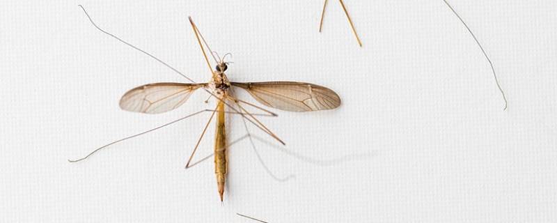 特别大的蚊子叫什么（超级大的蚊子是什么蚊子）