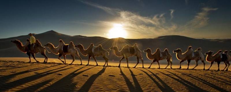 骆驼群体在中国哪里 骆驼群在中国的什么地方