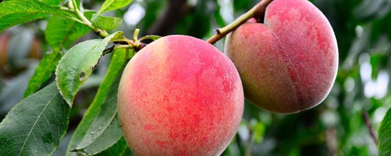 桃子的品种有哪些品种叫什么名字 桃子有哪几种品种