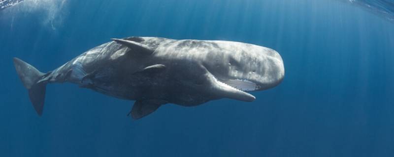 鲸鱼生活在什么地方 鲸鱼生活在什么地方吃什么