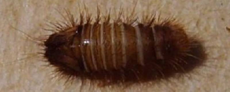 皮蠹虫是怎么长出来的 皮蠹虫怎么生出来的