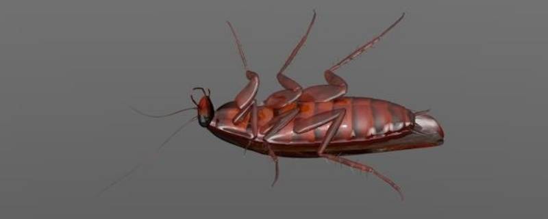 蟑螂的幼虫是什么样子的 蟑螂的幼虫是什么样子的它能飞吗