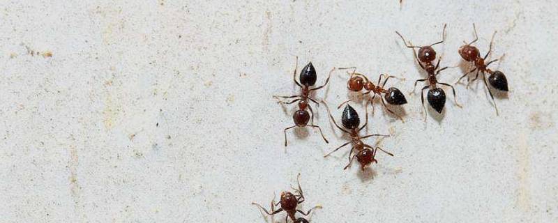 蚂蚁怎么消灭用什么方法 蚂蚁要怎么样才能消灭
