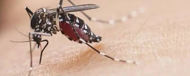 一只蚊子可以咬人几次 蚊子几天咬一次人