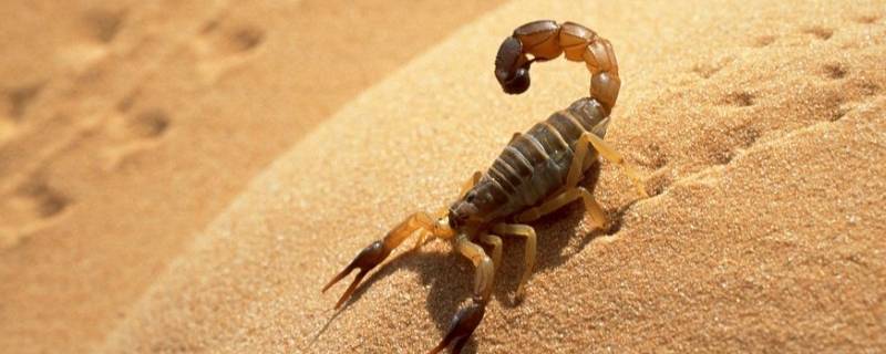 小蝎子吃什么 小蝎子吃什么食物才能脱皮