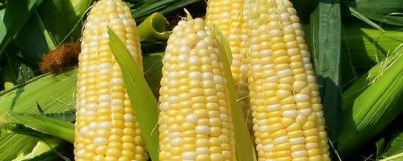 玉米有几种品种 最好的玉米品种是什么品种