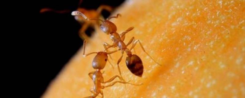 房间有蚂蚁是怎么回事 房间里为什么有蚂蚁?是怎么回事儿?