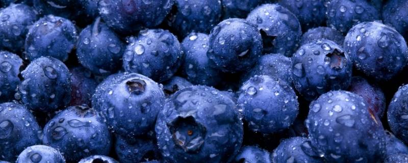 蓝莓可以吃皮的吗（蓝莓不能吃皮吗）